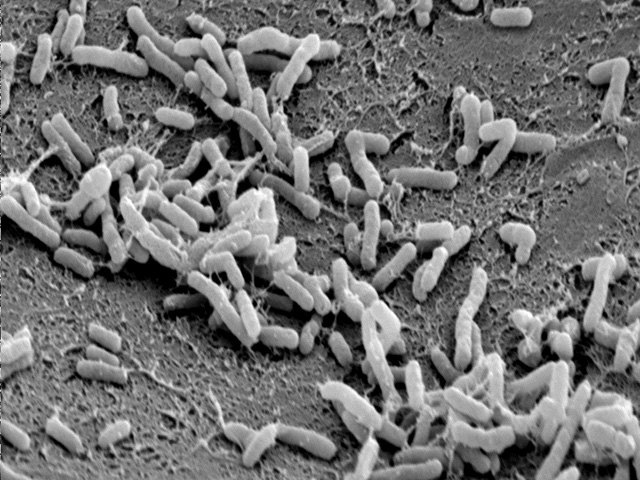 Бактерии-паразиты Agrobacterium tumefaciens под большим увеличением