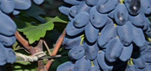 Спелые плоды на грозди винограда сорта Академик