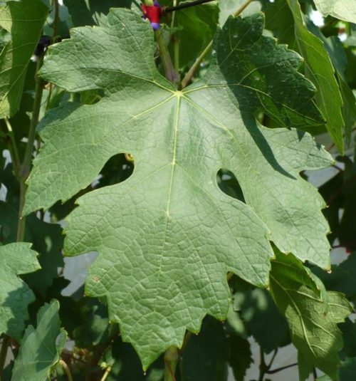 Лист винограда гибридного сорта Академик, сильно рассеченный на пять лопастей
