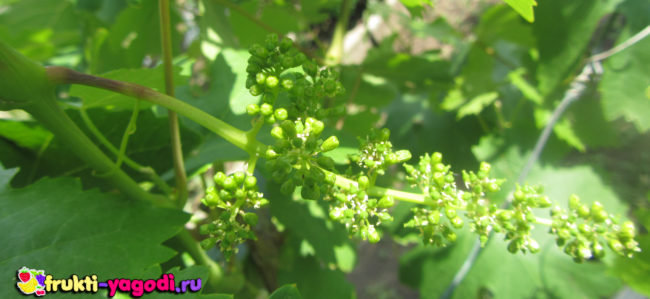 Формирование грозди винограда сорта Алёшенькин