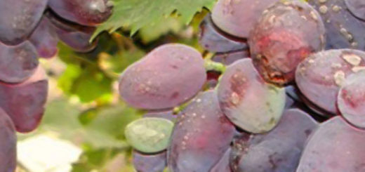 Спелые плоды винограда сорта Аметист Новочеркасский