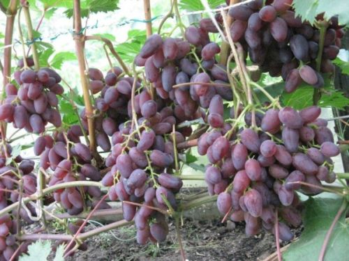 Грозди винограда сорта Аметист Новочеркасский отечественной селекции
