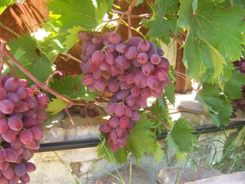 Кисть винограда гибридной формы Аметист Новочеркасский с плодами темно-малинового цвета