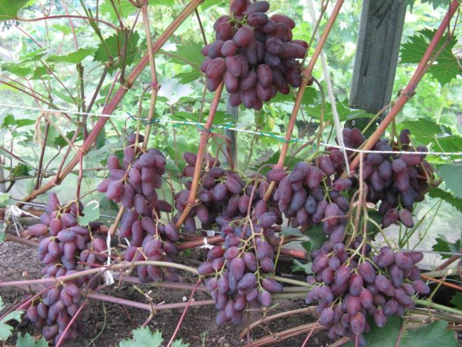 Виноградная лоза с гроздьями созревающих плодов темно-фиолетового цвета