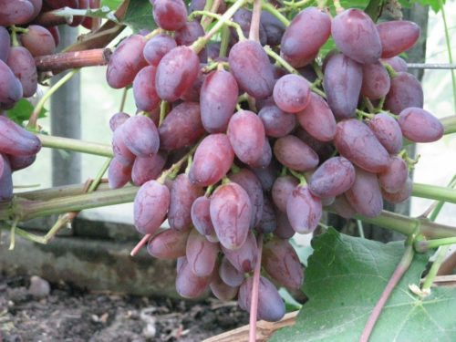 Гроздь столового винограда гибридного сорта Аметист Новочеркасский