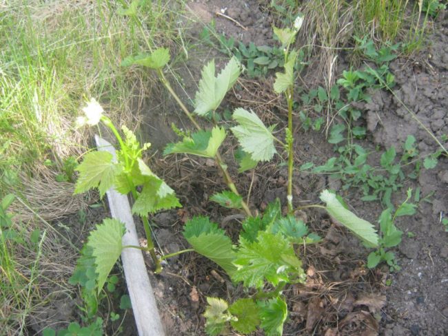 Однолетний кустик столового винограда с нежно-зелеными побегами