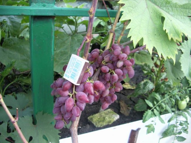 Первые сигнальные кисти на двухлетнем кусте винограда Аметист Новочеркасский