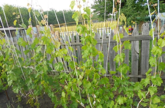 Зеленые побеги двухлетнего куста винограда, подвязанные к вертикальным веревкам