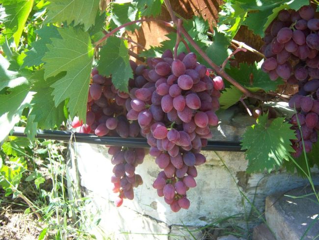 Виноградная лоза на шпалере и крупные кисти с красно-фиолетовыми ягодами
