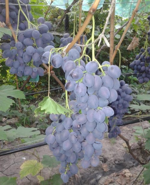Ветки винограда столового сорта Атаман Павлюк и спелые кисти с плодами темно-синего окраса