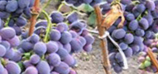 Спелые плоды винограда сорта Атаман Павлюк