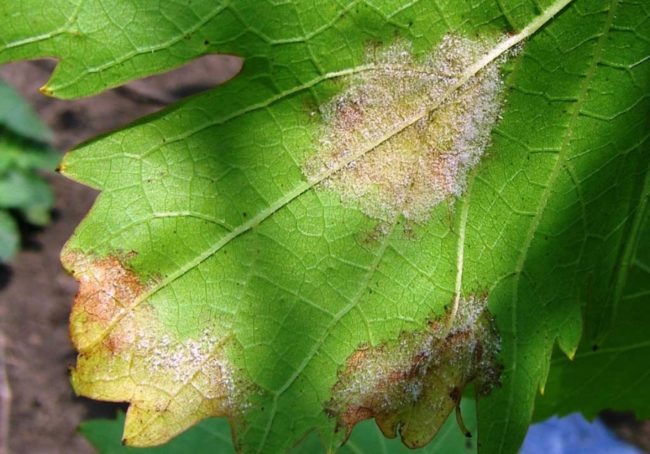 На листьях винограда пятна, признак грибкового заболевания