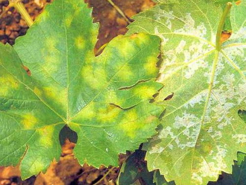 Листья винограда, заражённые мучнистой росой