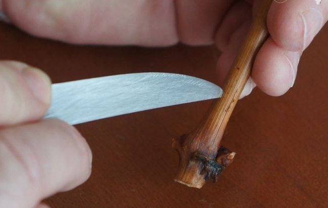 Бороздование черенка винограда кончиком острого ножа