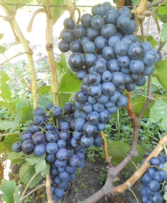 Грозди столового винограда сорта Бычий глаз с плодами темно-синего цвета