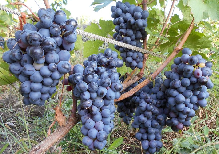 Сорт винограда Бычий глаз: описание, уход и отзывы, фото