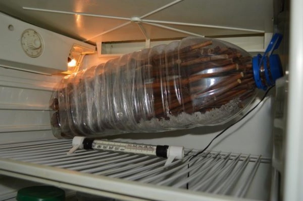 Черенки винограда в пластиковой бутыли на верхней полке холодильника