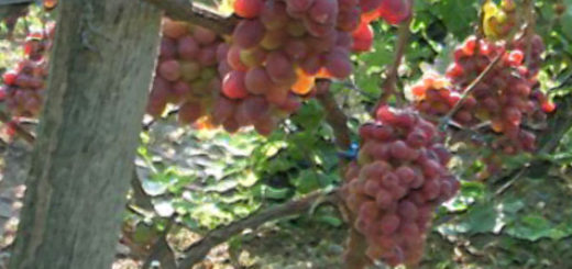 Спелые гроздья винограда сорта Джона на кусте