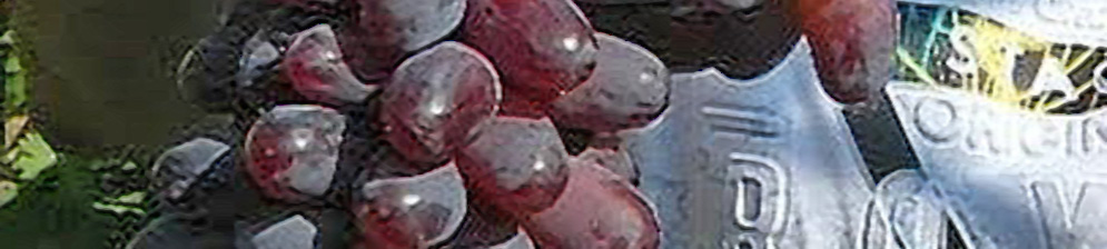 Спелые плоды на грозди сорта винограда Эталон