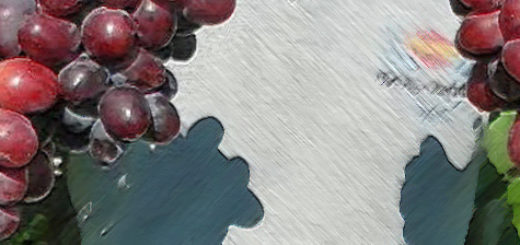Мужчина держит в руках плоды винограда сорта Эверест