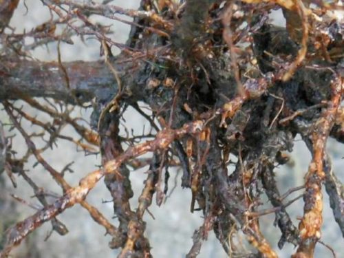 Корни винограда с шаровидными вздутиями – признак заражения растения филлоксерой начальной стадии развития