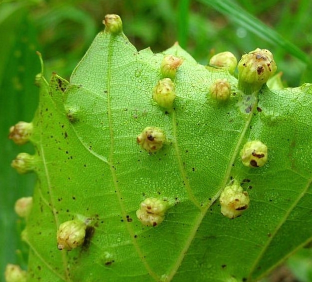 Шаровидные вздутия на листе винограда – признак поражения филлоксерой