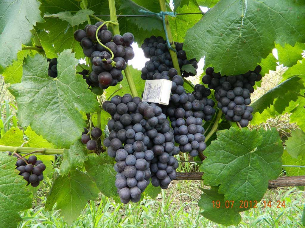 Описание сортов винограда для Донбасса: фото и характеристики