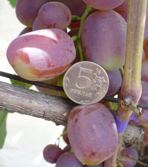 Ягода винограда гибридной формы Джони крупным планом и монетка достоинством в пять рублей