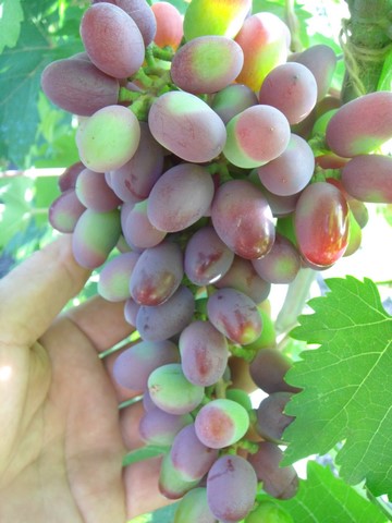 Гроздь винограда столового сорта Эталон с плодами в начале стадии окрашивания