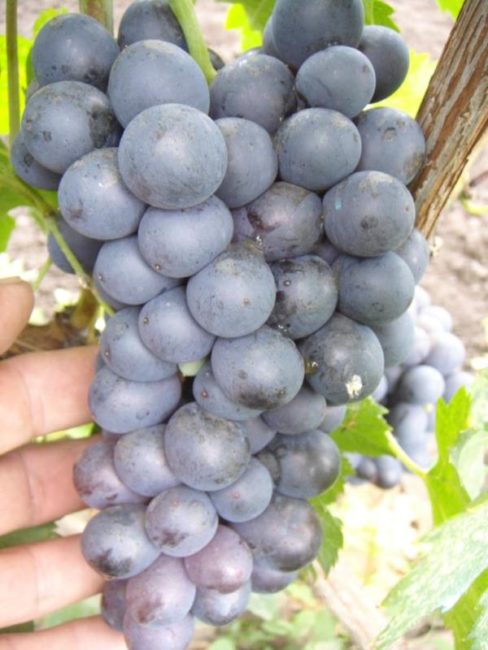 Вытянутая кисть столового винограда с овальными плодами синего цвета