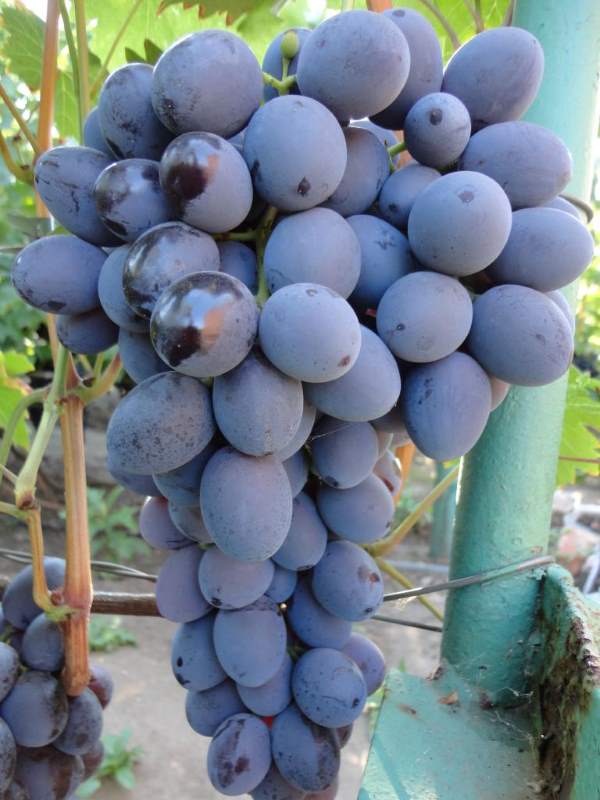 Вкусовые качества винограда