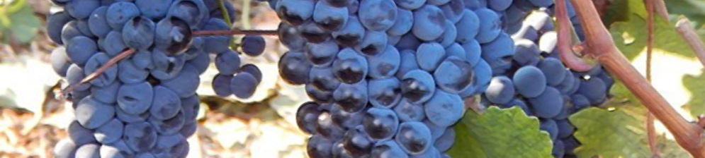 Виноград сорта Краснотоп Золотовский спелая гроздь