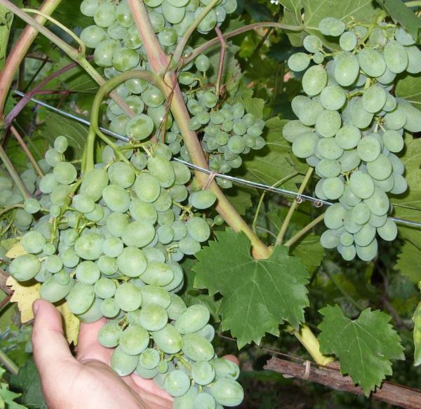 Ветки гибридного сорта винограда с гроздьями светло-зеленых плодов