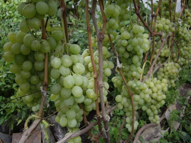 Грозди спелого винограда на кусту столового сорта Антоний Великий