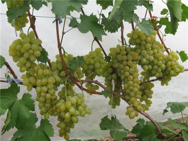 Грозди столового винограда на шпалере с ягодами янтарно-зеленого окраса