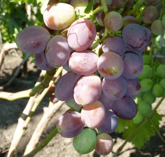 Крупные плоды зеленовато-сиреневого цвета винограда сорта Руслан в начале стадии окрашивания
