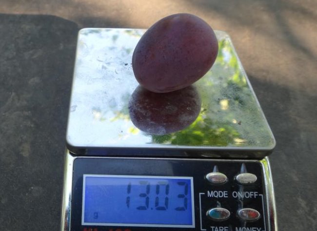 Плод винограда массой около 13 грамм на весах, ягода темно-малинового оттенка