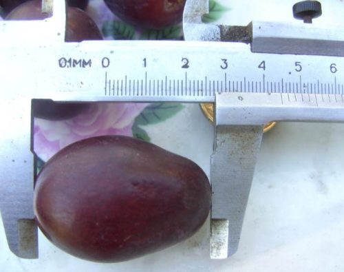 Крупная ягода винограда длиной более 40 мм и штангенциркуль