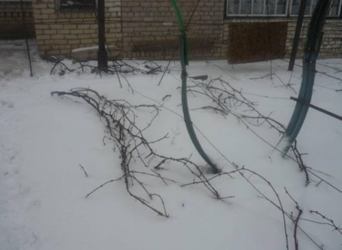 Виноградная лоза сорта Каберне Северный на снегу в Самарской области