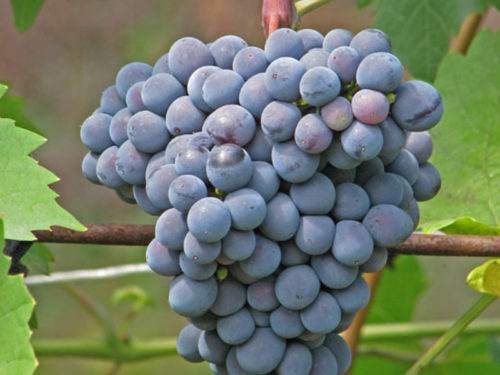 Крупная гроздь синего винограда