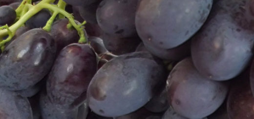 Спелые плоды винограда Каталония вблизи на кисти