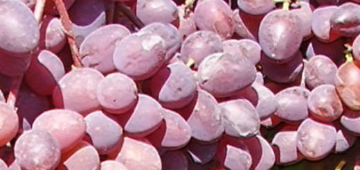 Спелые плоды винограда Запорожский кишмиш