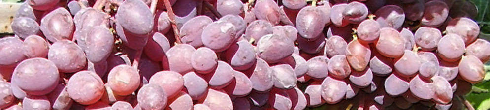 Спелые плоды винограда Запорожский кишмиш