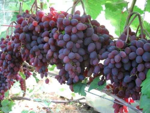 Грозди винограда с плодами темно-фиолетового цвета