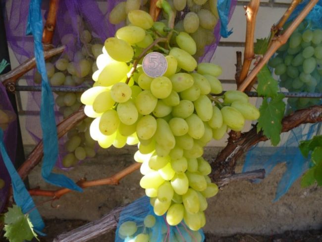 Гроздь винограда Кишмиш Столетие с двумя крыльями и монетка среди ягод