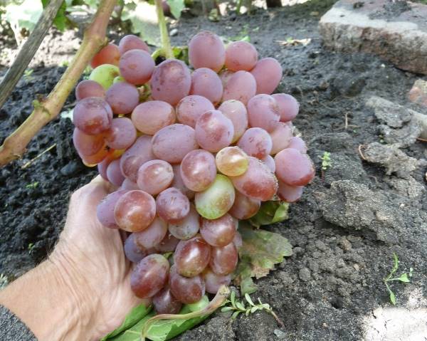 Спелая кисть гибридного винограда сорта Памяти Хирурга с ягодами розового цвета