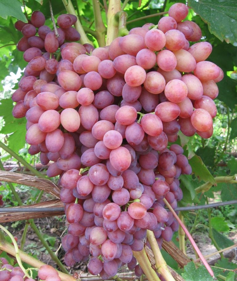 Виноград сорта Лучистый: описание и фото, отзывы