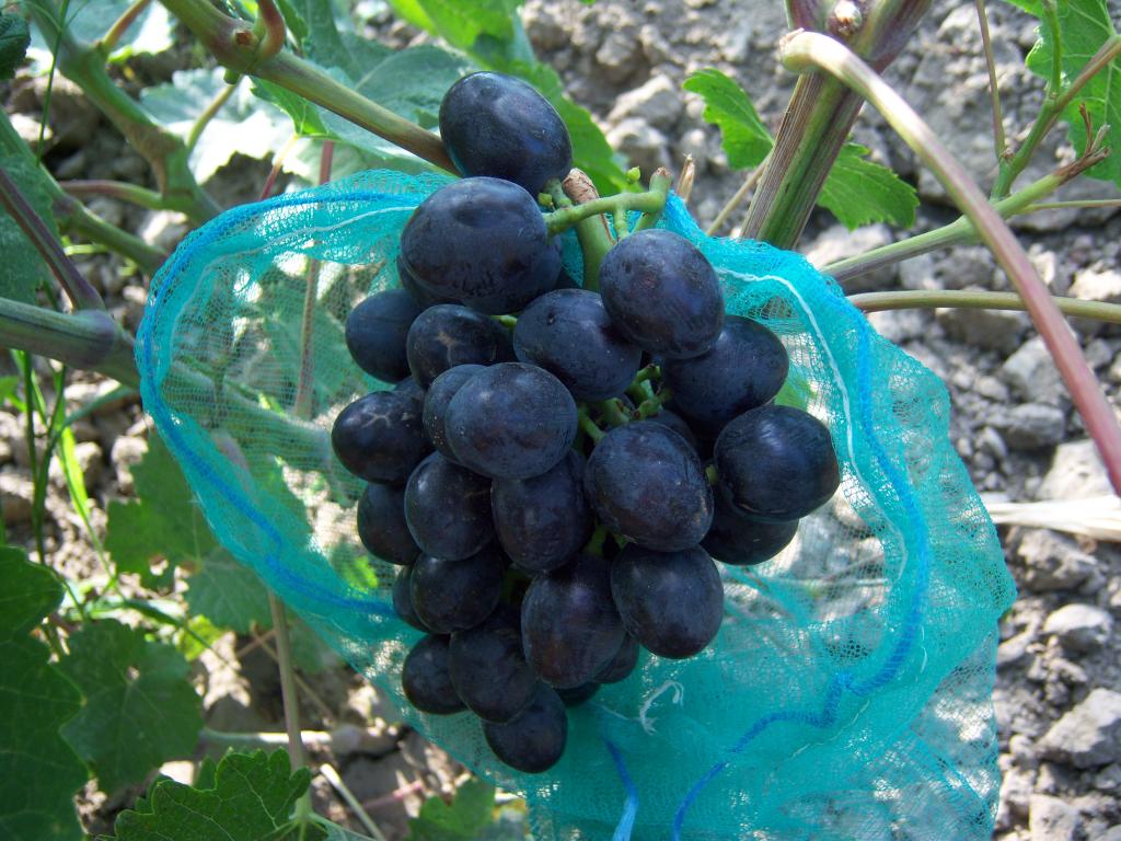 Виноград краса балок описание сорта фото