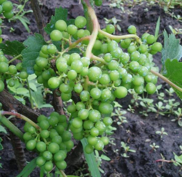 Кисть винограда с растущими плодами зеленого цвета и капли медного купороса на ягодах