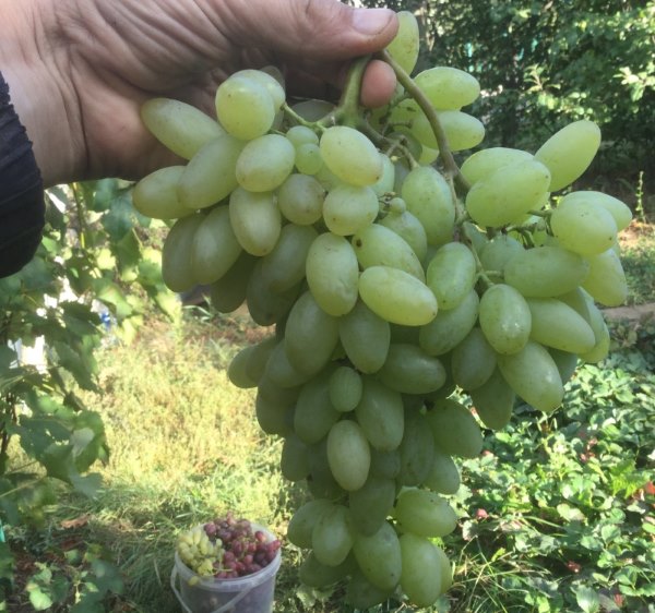 Крупная кисть гибридного бессемянного винограда столового сорта Столетие